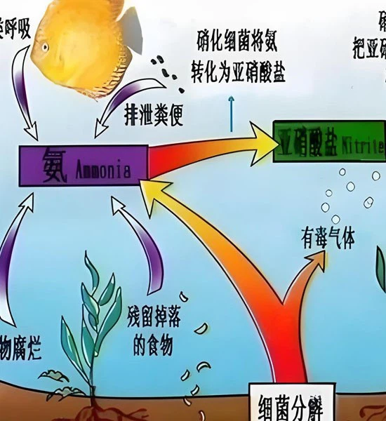 Slu-PP-332 Peptide use | Shaanxi BLOOM Tech Co., Ltd Slu-PP-332 Peptide use | Shaanxi BLOOM Tech Co., Ltd