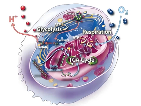Kisspeptin 10 case | Shaanxi BLOOM Tech Co., Ltd Kisspeptin 10 case | Shaanxi BLOOM Tech Co., Ltd