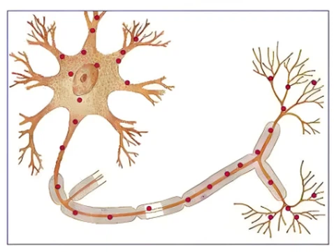 Kisspeptin 10 suppliers | Shaanxi BLOOM Tech Co., Ltd Kisspeptin 10 suppliers | Shaanxi BLOOM Tech Co., Ltd