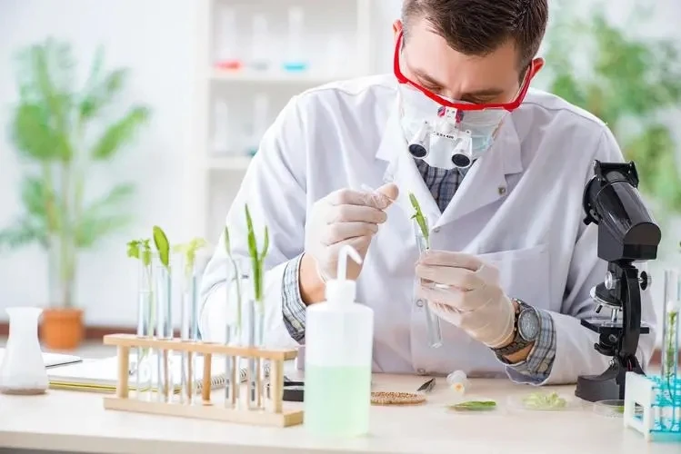 2-Hydroxypyridine uses | Shaanxi BLOOM Tech Co., Ltd 2-Hydroxypyridine uses | Shaanxi BLOOM Tech Co., Ltd