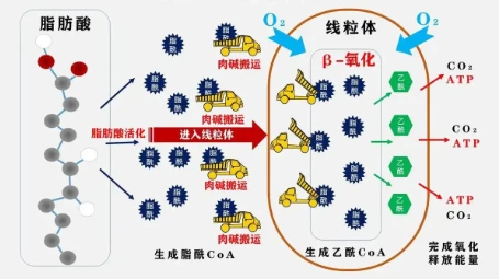 Isobutylene oxide Carbon | Shaanxi BLOOM Tech Co., Ltd Isobutylene oxide Carbon | Shaanxi BLOOM Tech Co., Ltd